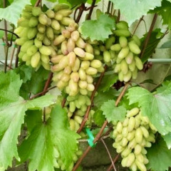 Виноград столовый "Сеянец Люмина"