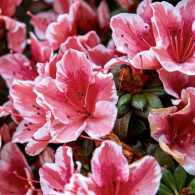 Азалия "Кармесита Роуз" Karmesita Rosea (закрытый корень С1) Азалия "Кармесита Роуз" Karmesita Rosea (закрытый корень С1)