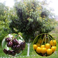 Черешня дерево-сад "Гермередорфская + Дрогана желтая" Черешня дерево-сад "Гермередорфская + Дрогана желтая"
