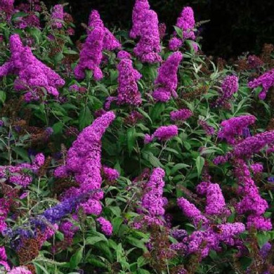 Будлея Давида "Нано Перпл" Nano Purple (закритий корінь С1)