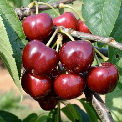 Черешня "Фольфер"