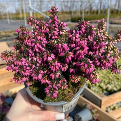 Эрика розовая "Pink" (горшок 0,5 л)