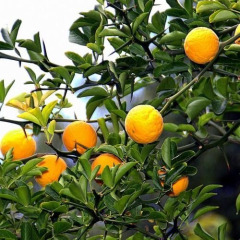 Понцирус трeхлисточковый "Citrus trifoliata"  (дикий лимон)