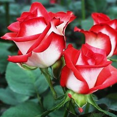 Роза американская "Блаж" Blush