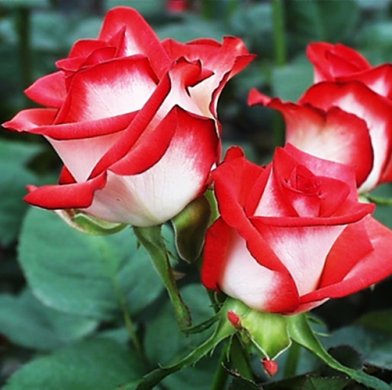 Роза американская "Блаж" Blush