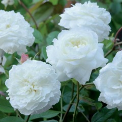Троянда англійська "Біла Сенсація" White Sensation