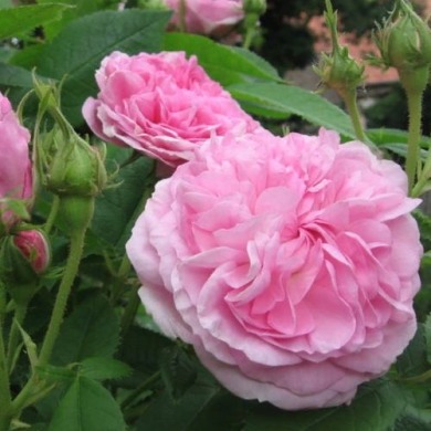 Роза чайно-гибридная "Лавиль де брюссель" 