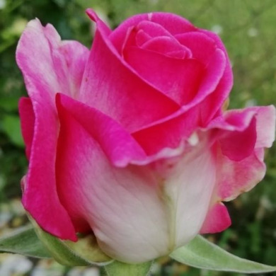 Роза чайно-гибридная "Верди" Verdi