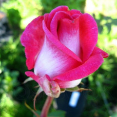 Троянда чайно-гібридна "Верді" Verdi