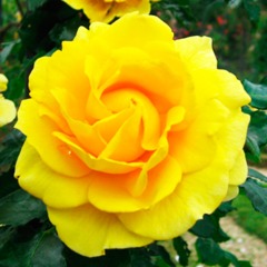 Роза плетистая "Римоза" Rimosa