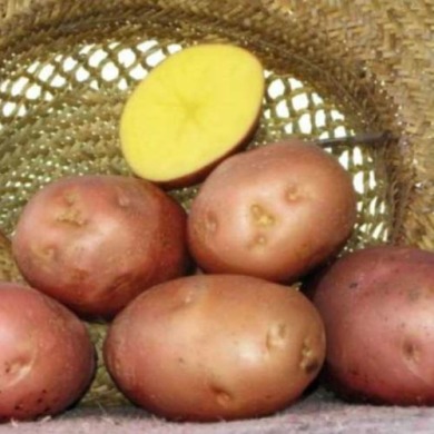 Семенной среднеранний картофель "Житница" (Элита, универсального назначения) 1кг