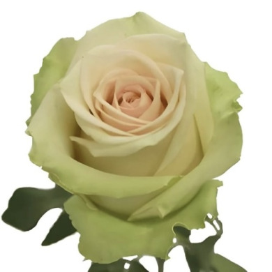 Роза чайно-гибридная "Ла Перла" La Perla