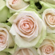 Роза чайно-гибридная "Ла Перла" La Perla