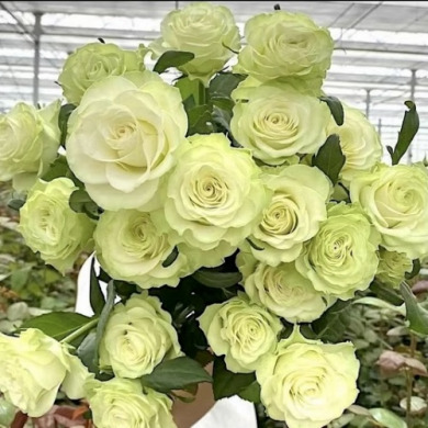 Роза спрей "Грин Глоу" Green Glow Роза спрей "Грин Глоу" Green Glow