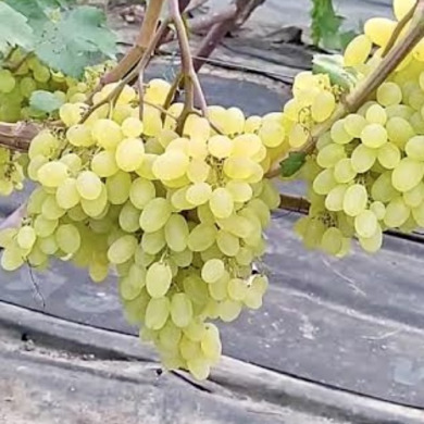 Виноград столовый "Хрусталик" 