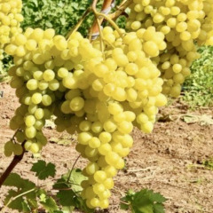 Виноград столовый "Хрусталик" 