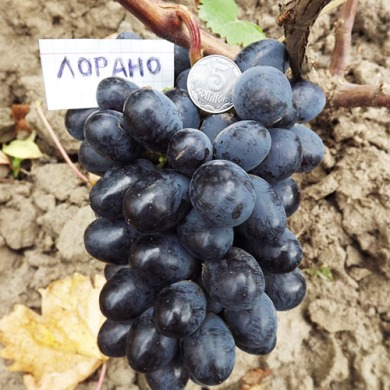 Виноград столовий "Лорано"