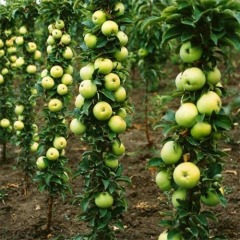 Яблуня колоновидна "Малюха"