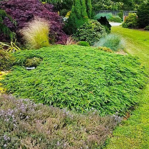 植物 Ялівець звичайний 