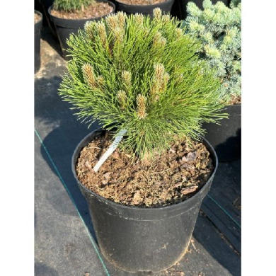 Сосна чорна "Нана" Cabanensis Nana (Закритий корінь С20)