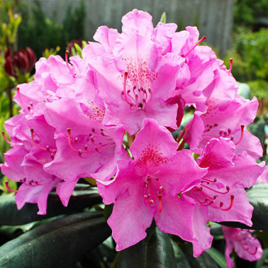 Рододендрон "Розеум Элеганс" Roseum Elegans (закрытый корень Р9)