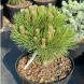 Сосна чорна "Нана" Cabanensis Nana (Закритий корінь С20)