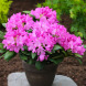 Рододендрон "Розеум Элеганс" Roseum Elegans (закрытый корень Р9)