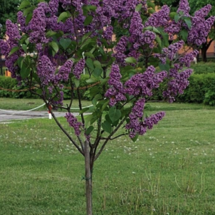 Бузок на штамбі: витончена класика в сучасному садовому дизайні