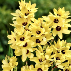 Иксия "Yellow Emperor" 3 шт