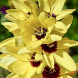 Иксия "Yellow Emperor" 3 шт