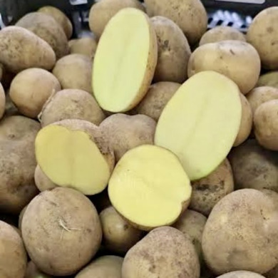 Семенной среднеспелый картофель "Медея" (1 репродукция, универсального назначения) 1кг 