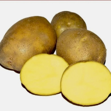 Семенной среднеспелый картофель "Медея" (1 репродукция, универсального назначения) 1кг Семенной среднеспелый картофель "Медея" (1 репродукция, универсального назначения) 1кг