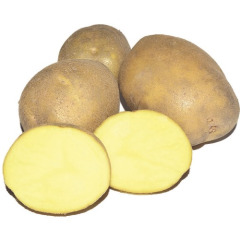 Насіннєва середньостигла картопля "Медея" (1 репродукція, універсального призначення) 1кг 