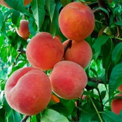 Персик колоновидний «Сувенір»