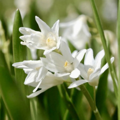 Пушкиния "Libanotica Alba" 3 шт