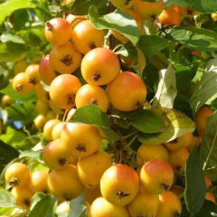 Райська колоновидна яблуня (жовта)