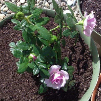 Роза миниатюрная "Лавендер Кордана" Lavender Kordana