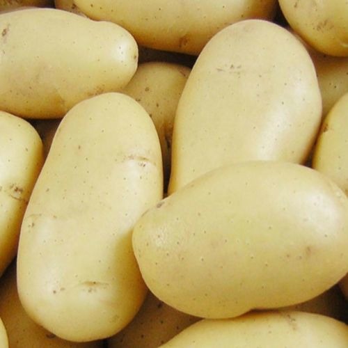 Семенной среднеспелый картофель \