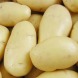 Семенной среднеспелый картофель "Гранада" (1 репродукция, универсального назначения) 1кг