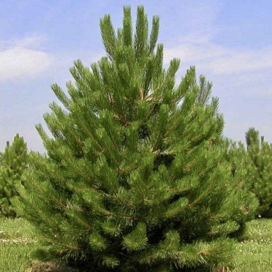 Сосна черная (Закрытый корень Р9)