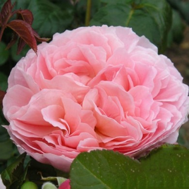 Роза английская "Стробери хилл" (Strawberry Hill)