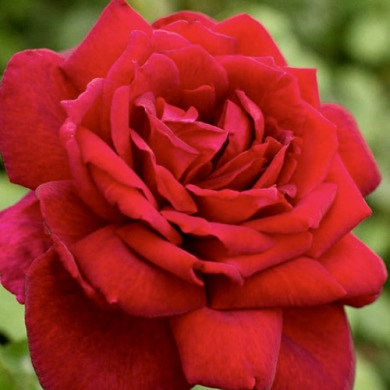 Роза чайно-гибридная "Оклахома" Oklahoma