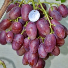 Виноград гибрид "Жар -птица"