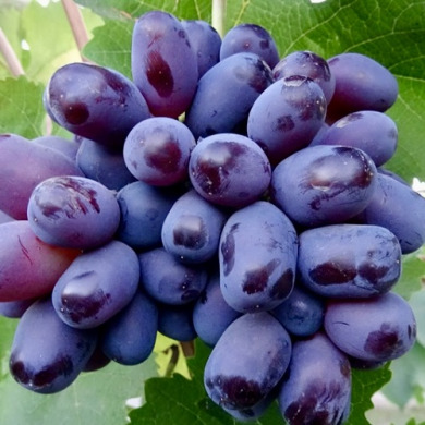 Виноград столовий "Посмішка"