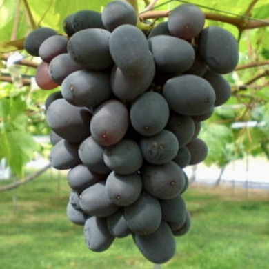 Виноград столовий "Посмішка"