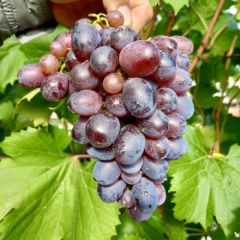 Виноград столовый "Улыбка"