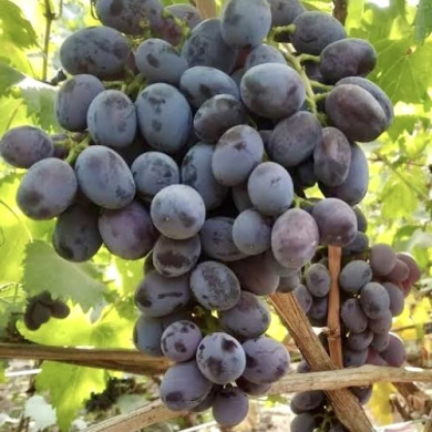 Виноград столовий "Посмішка"