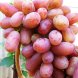 Виноград столовый "Юлиан"