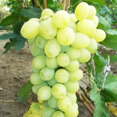 Виноград винный "Мускат белый"