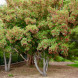 Клен татарський (контейнер С1,5)